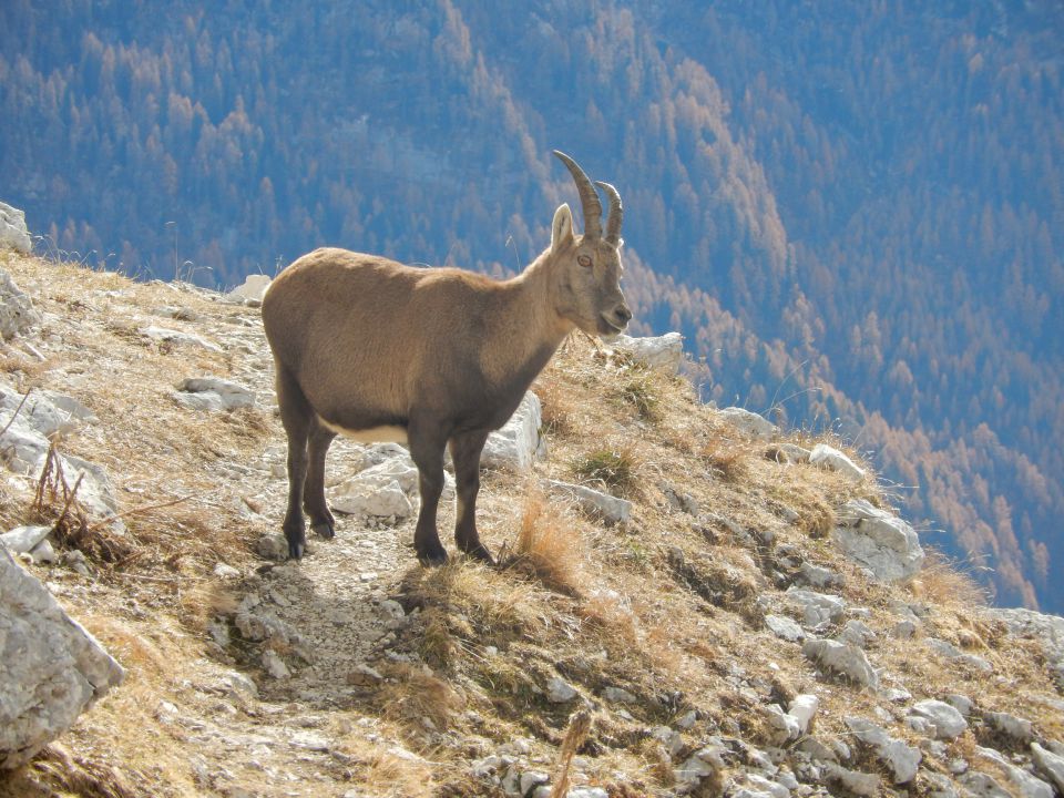 Kozorog ob poti