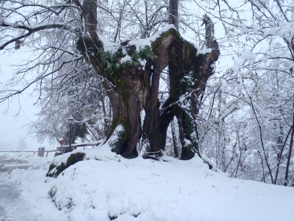 20151122 Travna g.-Turjak,Županova jama - foto povečava