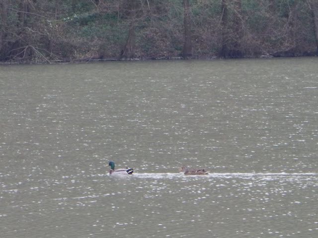 20160402 Srečanje OŠ planin.skupin Pomurja - foto