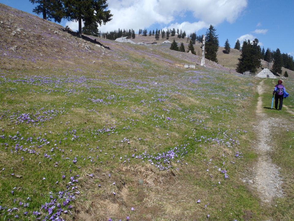 20160412 Velika planina-tepih krokusov - foto povečava