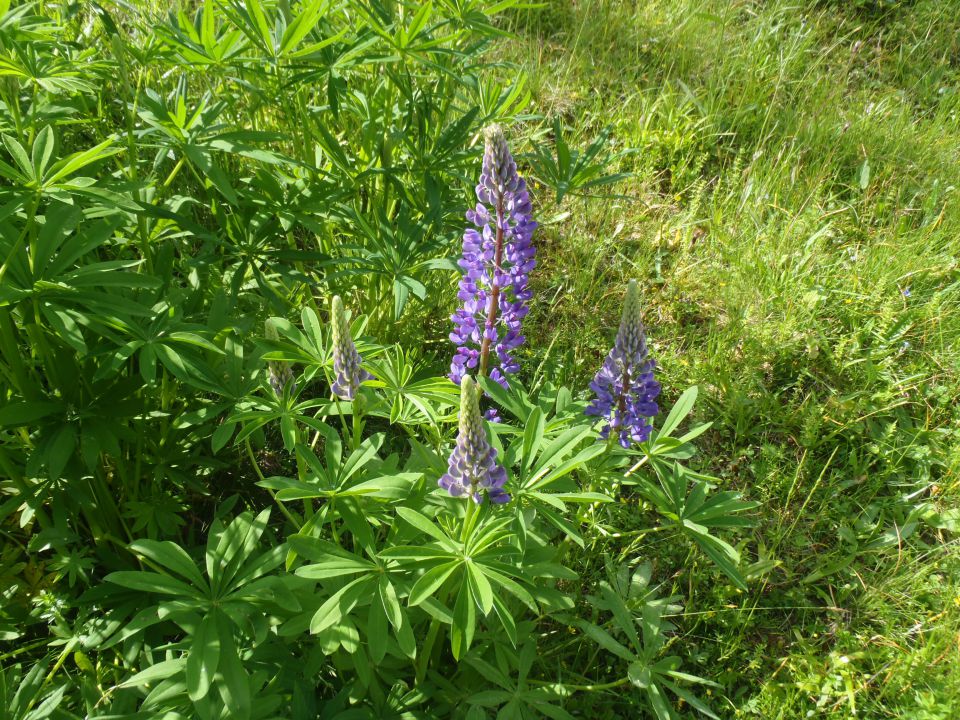 20160625 Tromeja-Zelenci,Podkoren,Peč,Rateče - foto povečava