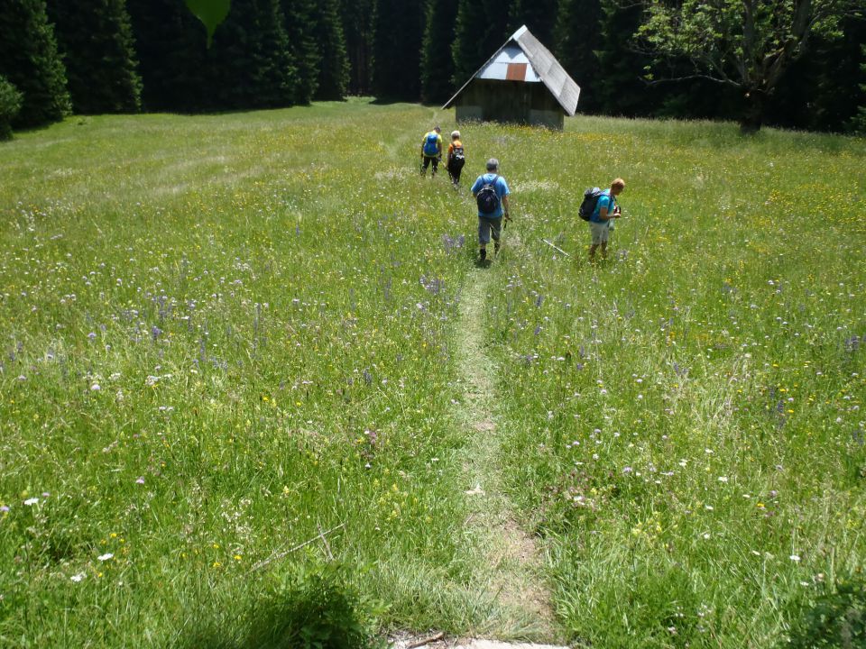 20160625 Tromeja-Zelenci,Podkoren,Peč,Rateče - foto povečava