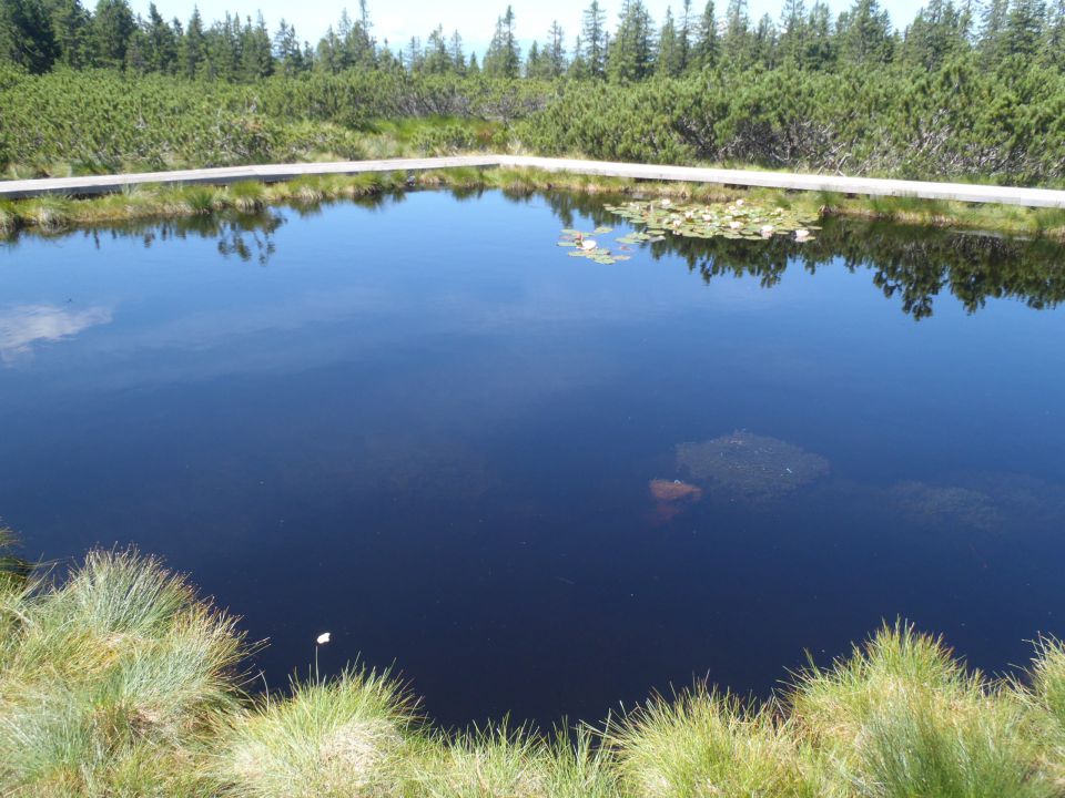 20160730 Rogla-Lovrenška j.-Pesek-Rogla - foto povečava