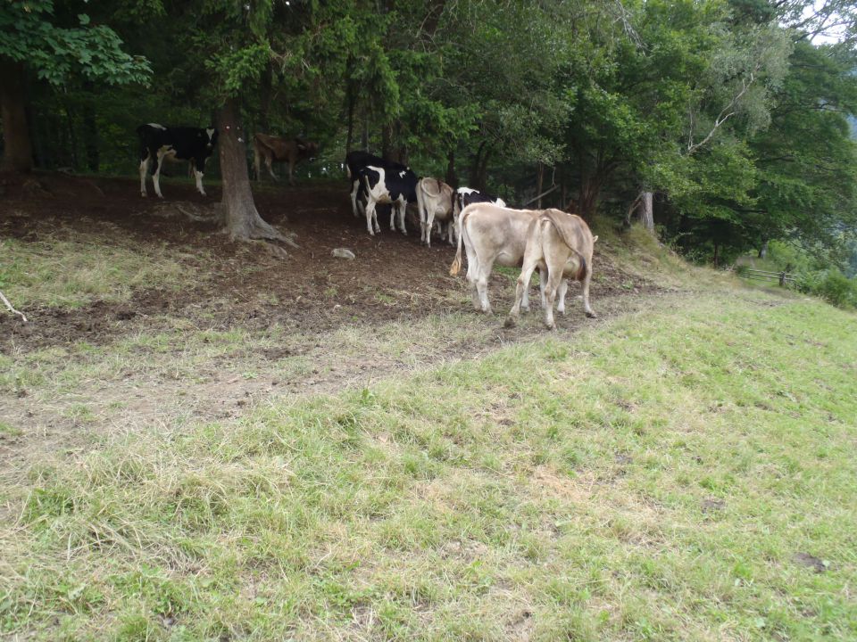 20160813 Sleme-Bele vode-Smrekovec-vrh - foto povečava