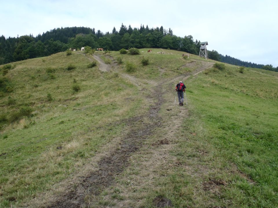 20160813 Sleme-Bele vode-Smrekovec-vrh - foto povečava