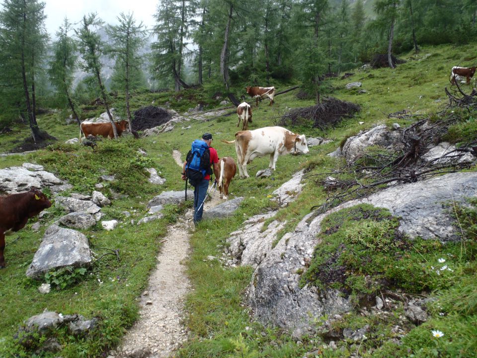 Krave in moške krave - biki.