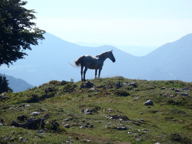 20160826 Ratitovec s Soriške planine - foto