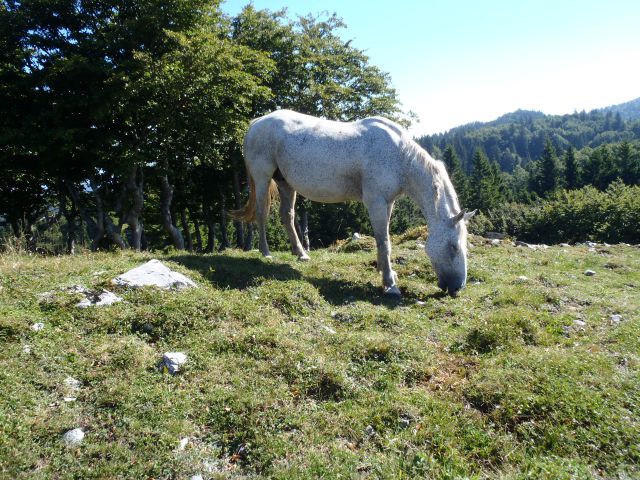 20160826 Ratitovec s Soriške planine - foto