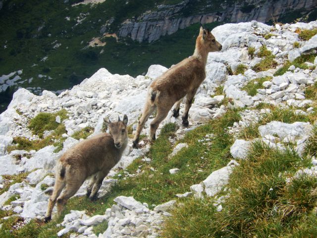 Krasna mladička ob poti :)