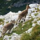 Krasna mladička ob poti :)