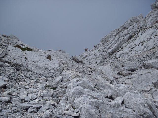 20160914Bavški Grintavec, Bavščica-BG-Soča - foto