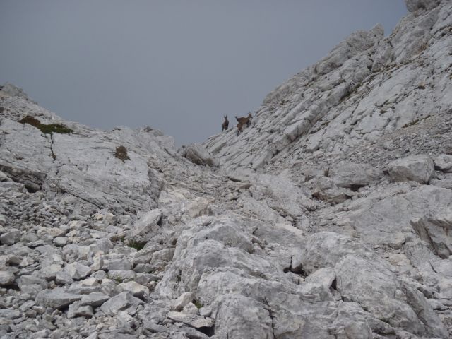 20160914Bavški Grintavec, Bavščica-BG-Soča - foto