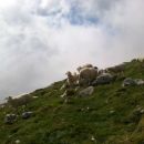 Tudi ovčke uživajo na vršnem pobočju Krna :)