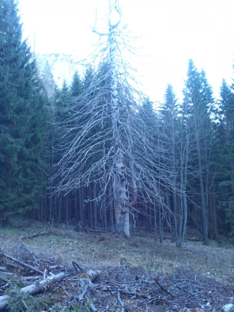 20161211 Plesnik-Klemenča jama-Strelovec - foto