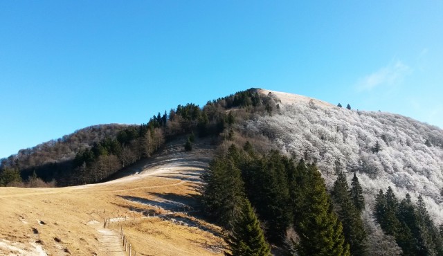 Razgled od Koče na Blegošu (1391m) na vršno pobočje Blegoša