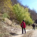 Bambus pod Gorjanci.