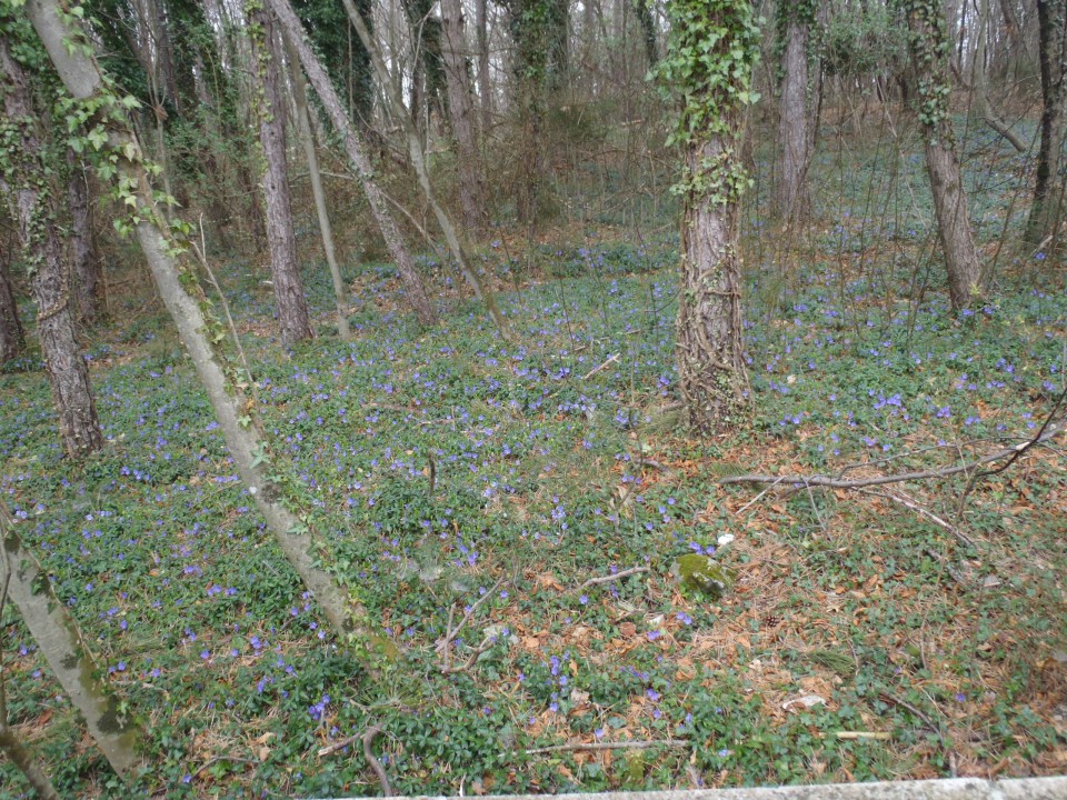 20170321 Opčine-Longera nad Trstom - foto povečava