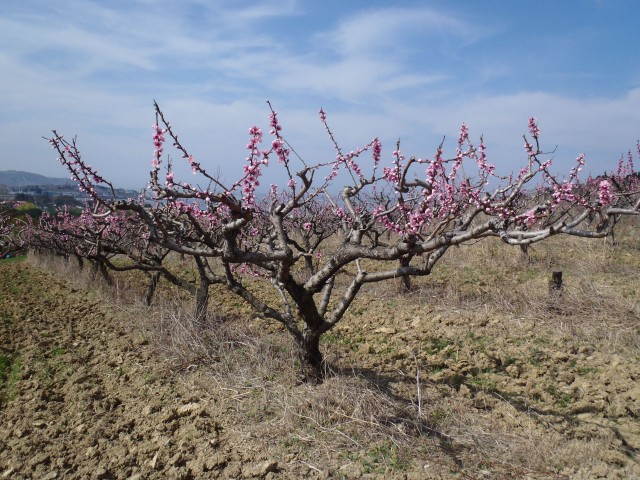 20170323 Šared-Baredi-Strunjan - foto