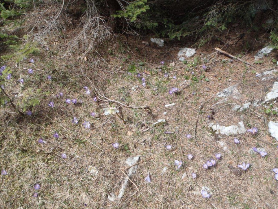 201770413 Velika planina v cvetju - foto povečava