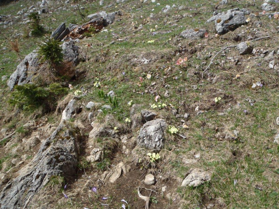 201770413 Velika planina v cvetju - foto povečava