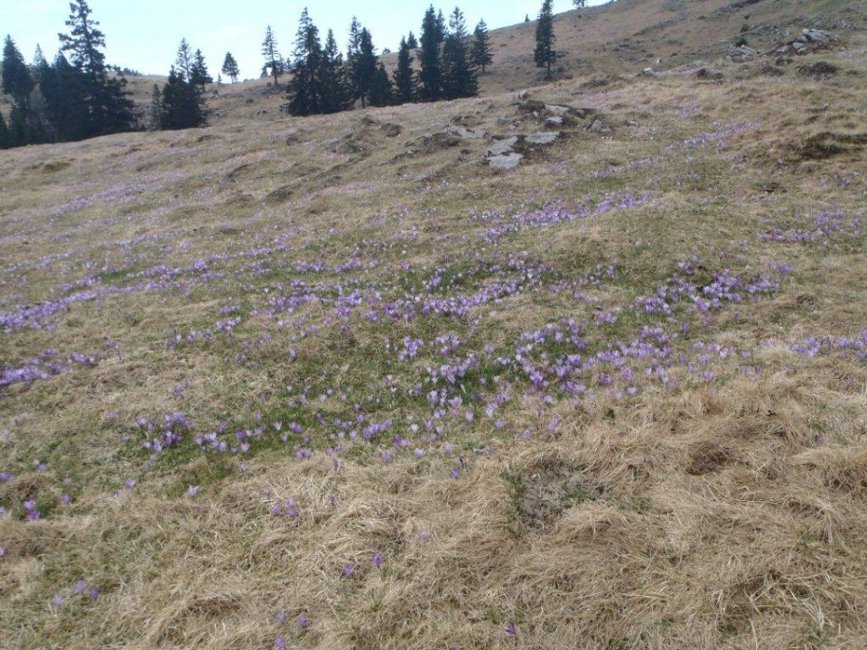 201770413 Velika planina v cvetju - foto povečava