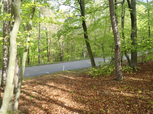 Prečkaj cesto Moščanci - Križevci, sledi spust skozi gozd.