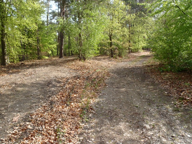 Ob prihodu v gozd se pot odcepi levo od kolovoza.