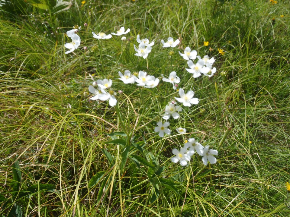 20170627 Ribniška koča-Črni vrh-Kope - foto povečava