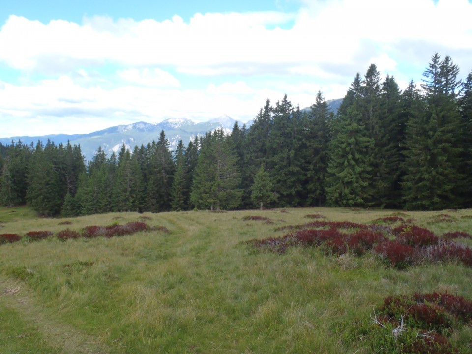 20170703 Ljubno-Primož-Travnik-Komen-Smrekovc - foto povečava