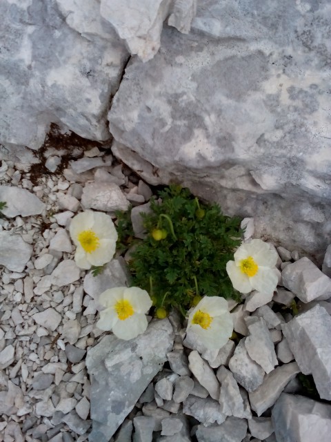 20170722 Jalovec Vršič-Goličica-Jalov.-Špička - foto