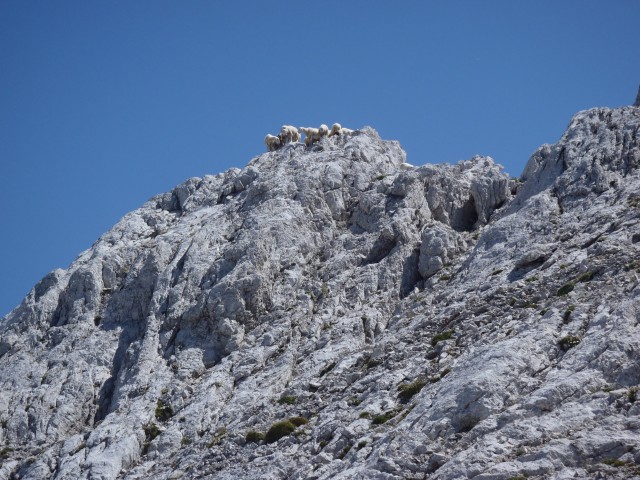 Štirinožna planinska ekipa.