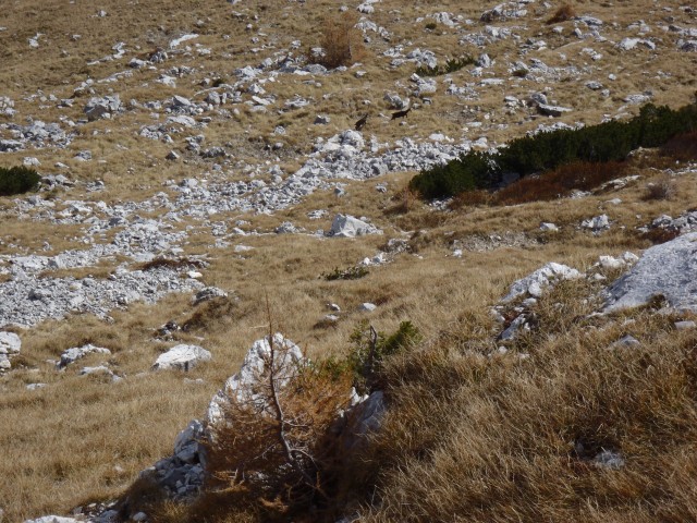 20171017 Vernar in Tosc z Bohinjskih vratc - foto