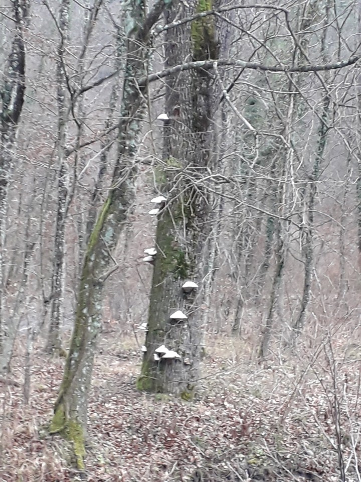 Zanimivost ob poti - drevesne gobe.