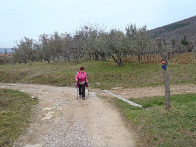 20180310 Tinjan iz Dekanov - krožna - foto