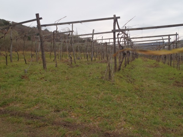 20180310 Tinjan iz Dekanov - krožna - foto