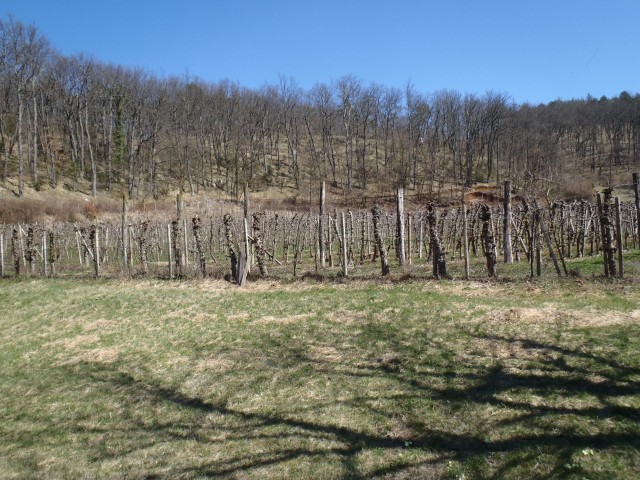 Na veliki oazi v gozdu vinograd.