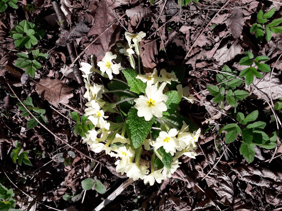 20180407 Škocjan-Artviže-Markovščina-Slavnik - foto povečava