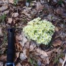 Šopek trobentic, Primula vulgaris.