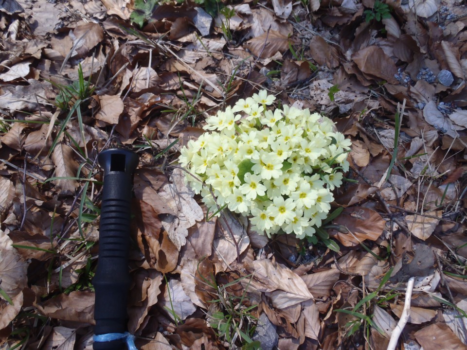 Šopek trobentic, Primula vulgaris.