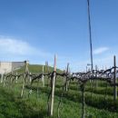 Markirana pot med Ankaranom in Debelim rtičem gre  med vinogradi.