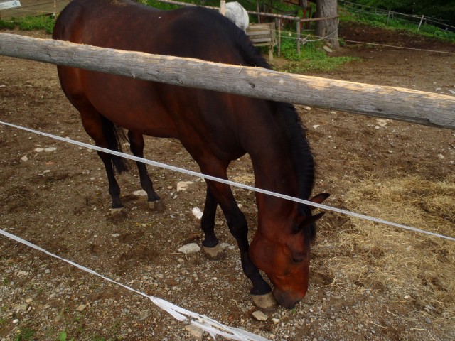 20180526 Pohorje Habakuk-Mariborska koča - foto