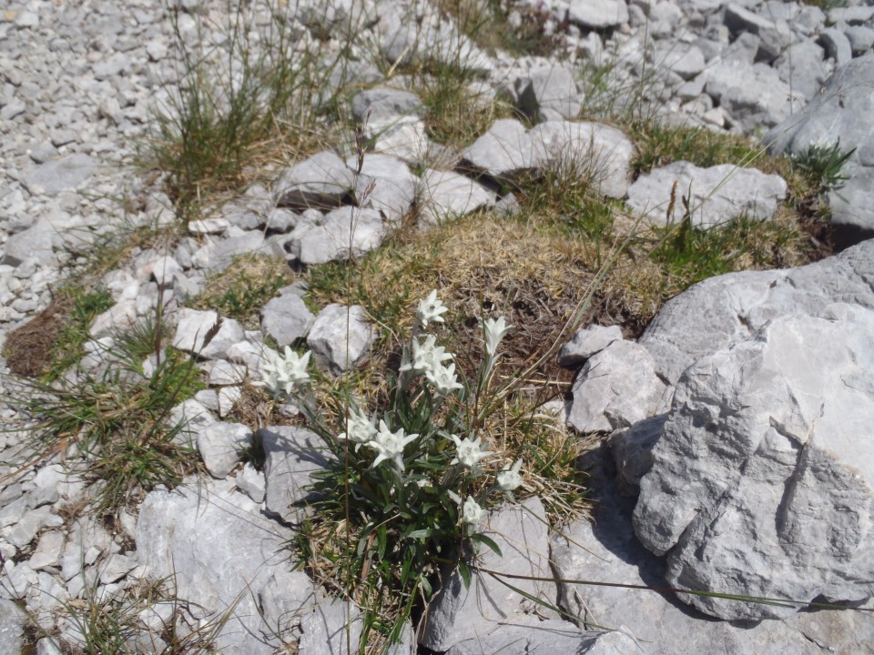 20180701 Ljubeljščica-Zelenjak-Palec-Zelenica - foto povečava