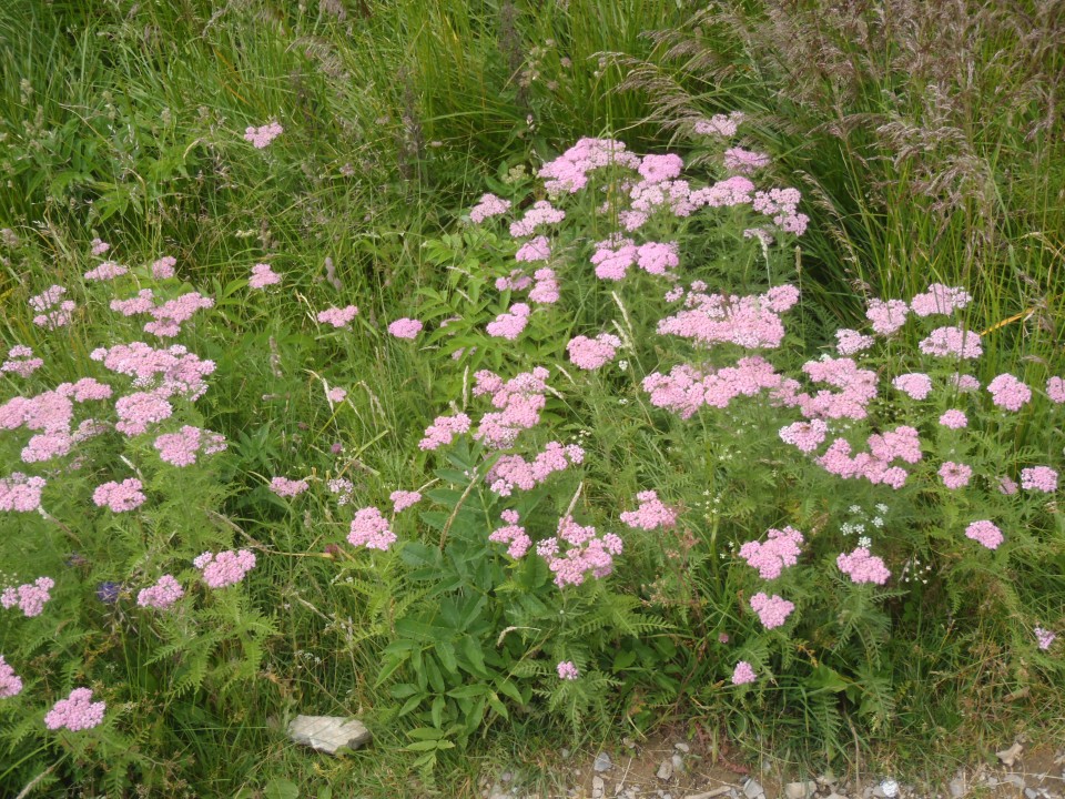 20180713 Matajur, Avsa-Matajur-Svino - foto povečava