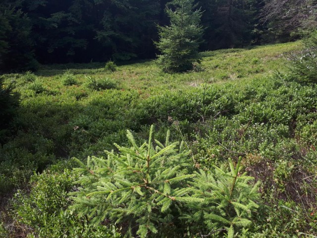 20180727 Ribniška-Kope-Kremžar.-Legen - foto