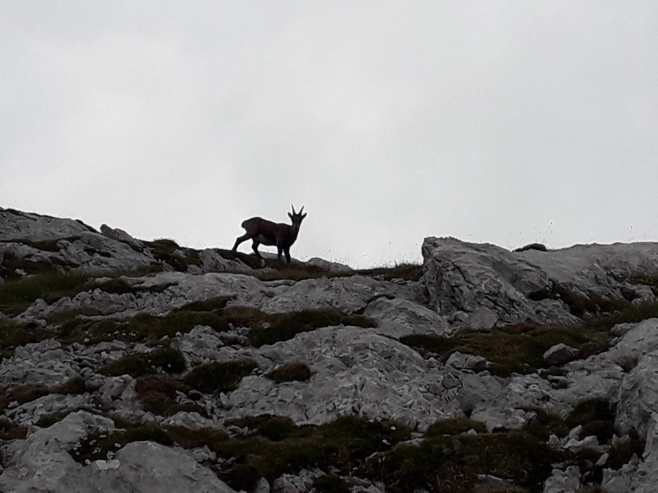 20180729 Razpotje-Ojstrica-Planjava-Kamniško. - foto povečava