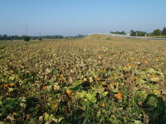 20180804 Po vaseh občine Beltinci - foto