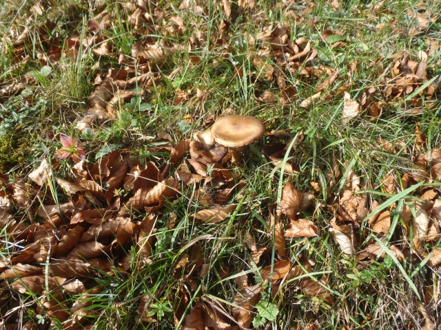 20181031 Sv.Jošt Basališče - foto