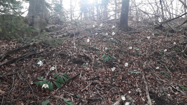 20190302 Jurčičev pohod, Višnja gora-Muljava - foto