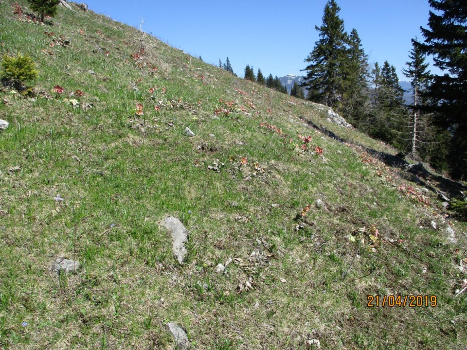 20190421 Velika planina v cvetju - foto povečava