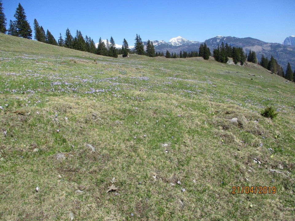 20190421 Velika planina v cvetju - foto povečava